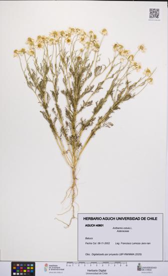 Anthemis cotula [Espécimen: UCH:AGUCH:0040601]