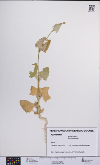 Atriplex rosea [Espécimen: UCH:AGUCH:0040608]