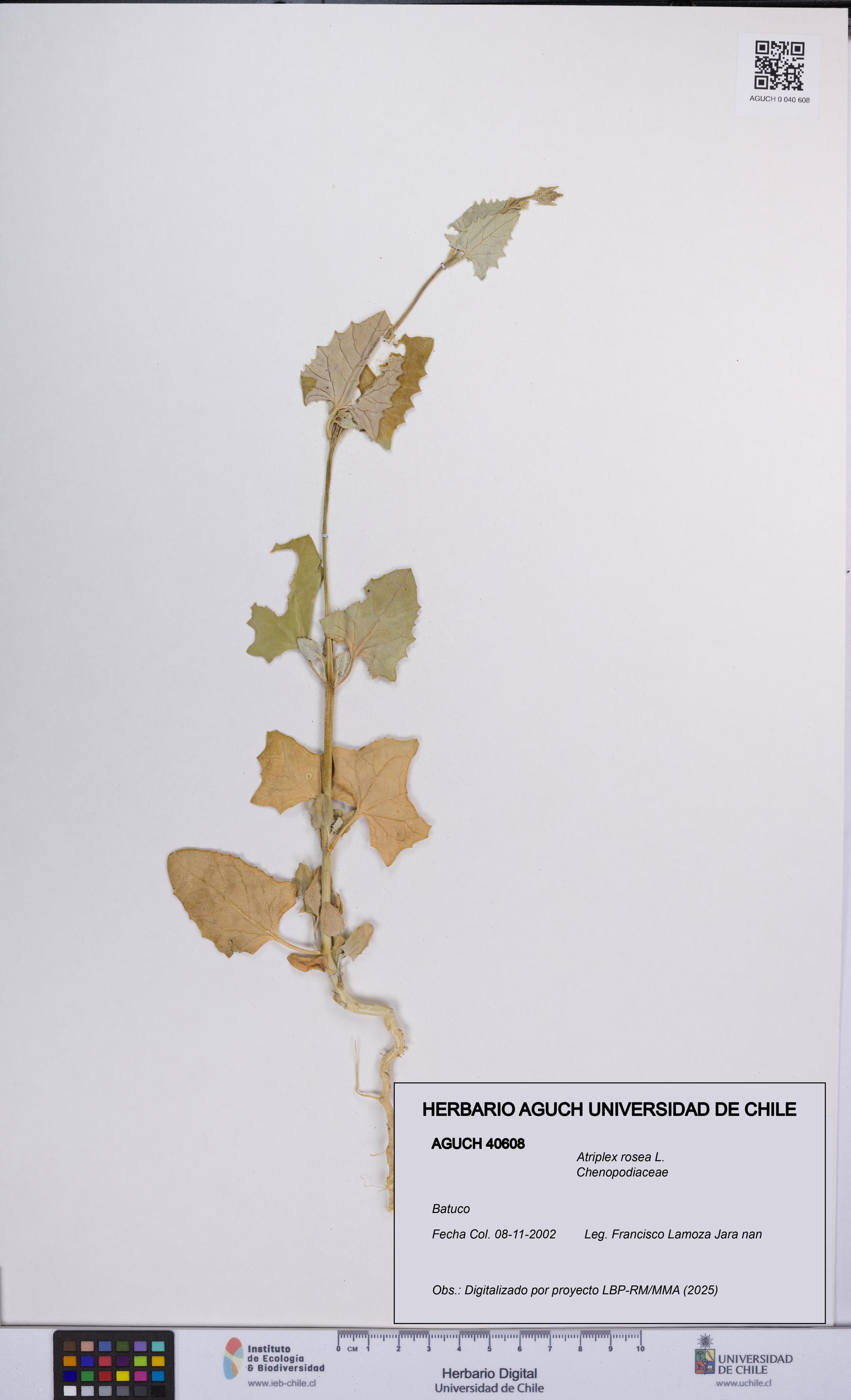 Atriplex rosea [Espécimen: UCH:AGUCH:0040608]