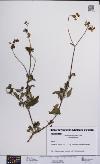 Calceolaria ascendens [Espécimen: UCH:AGUCH:0040621]