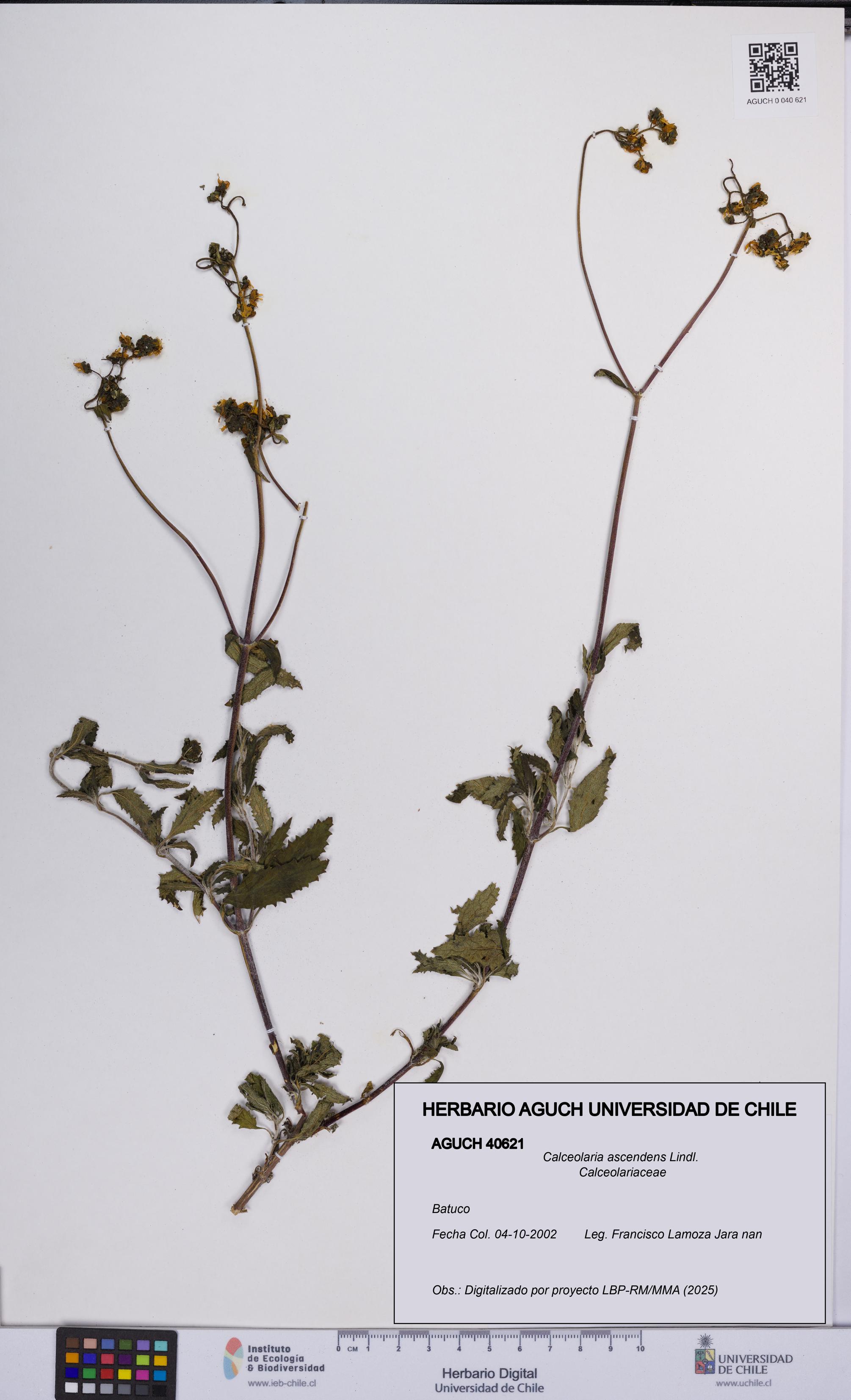 Calceolaria ascendens [Espécimen: UCH:AGUCH:0040621]
