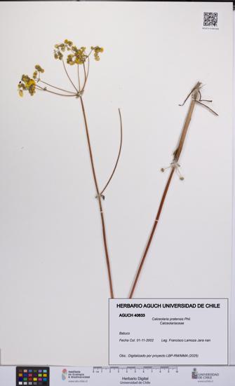 Calceolaria pratensis [Espécimen: UCH:AGUCH:0040633]