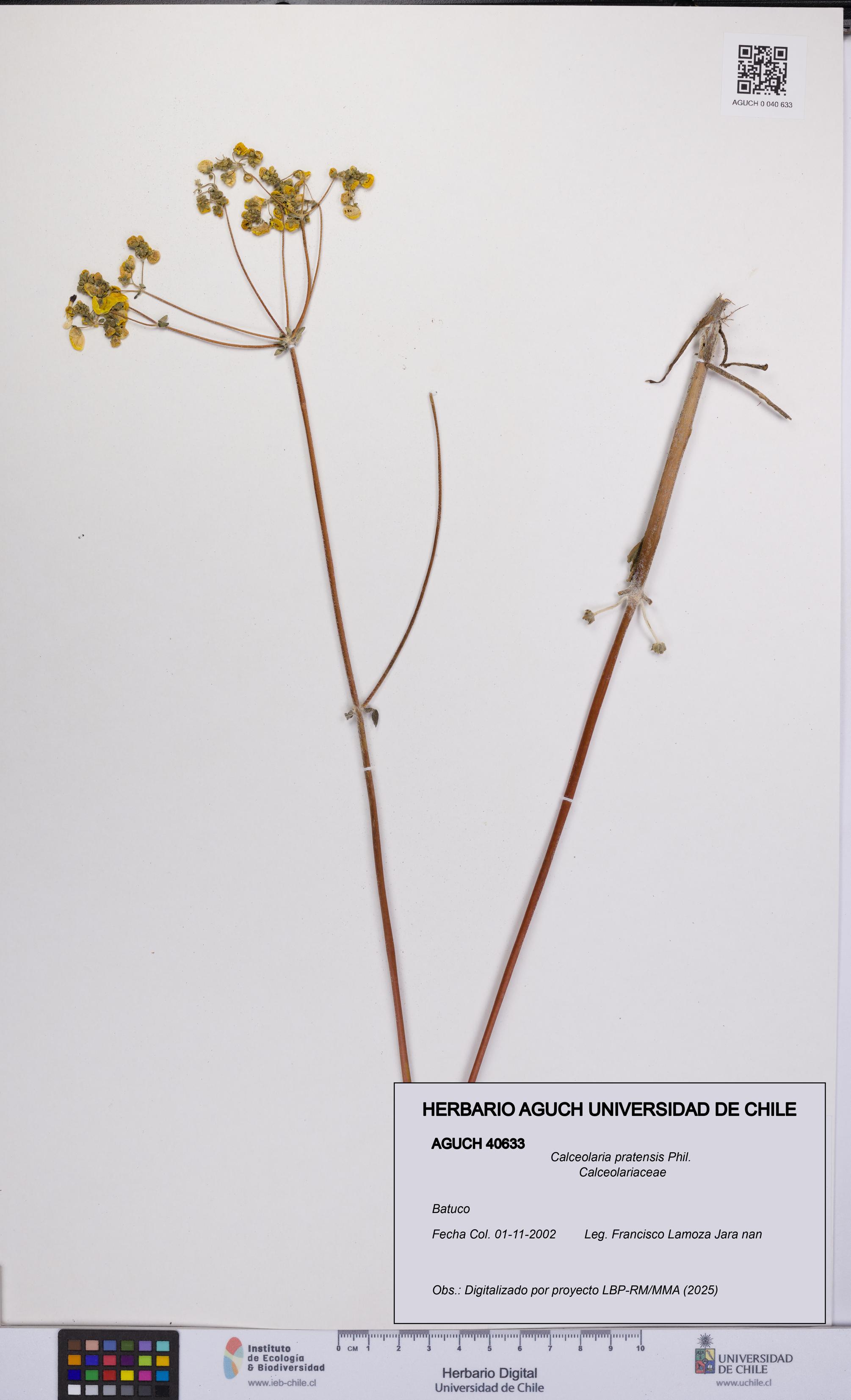 Calceolaria pratensis [Espécimen: UCH:AGUCH:0040633]