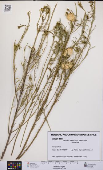 Baccharis linearis [Espécimen: UCH:AGUCH:0040651]