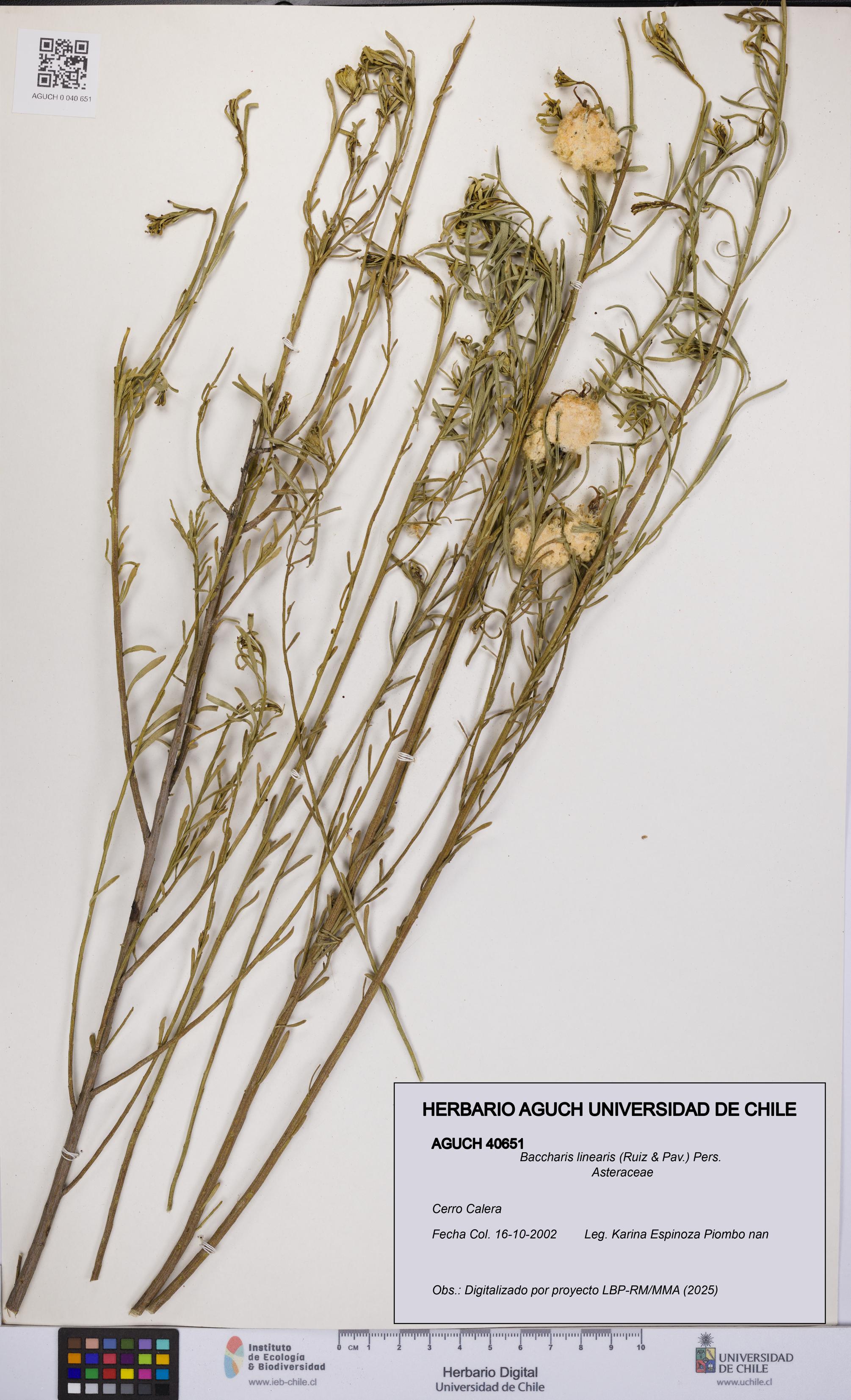Baccharis linearis [Espécimen: UCH:AGUCH:0040651]
