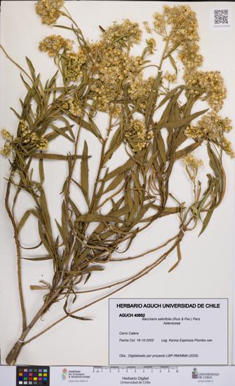 Baccharis salicifolia [Espécimen: UCH:AGUCH:0040652]