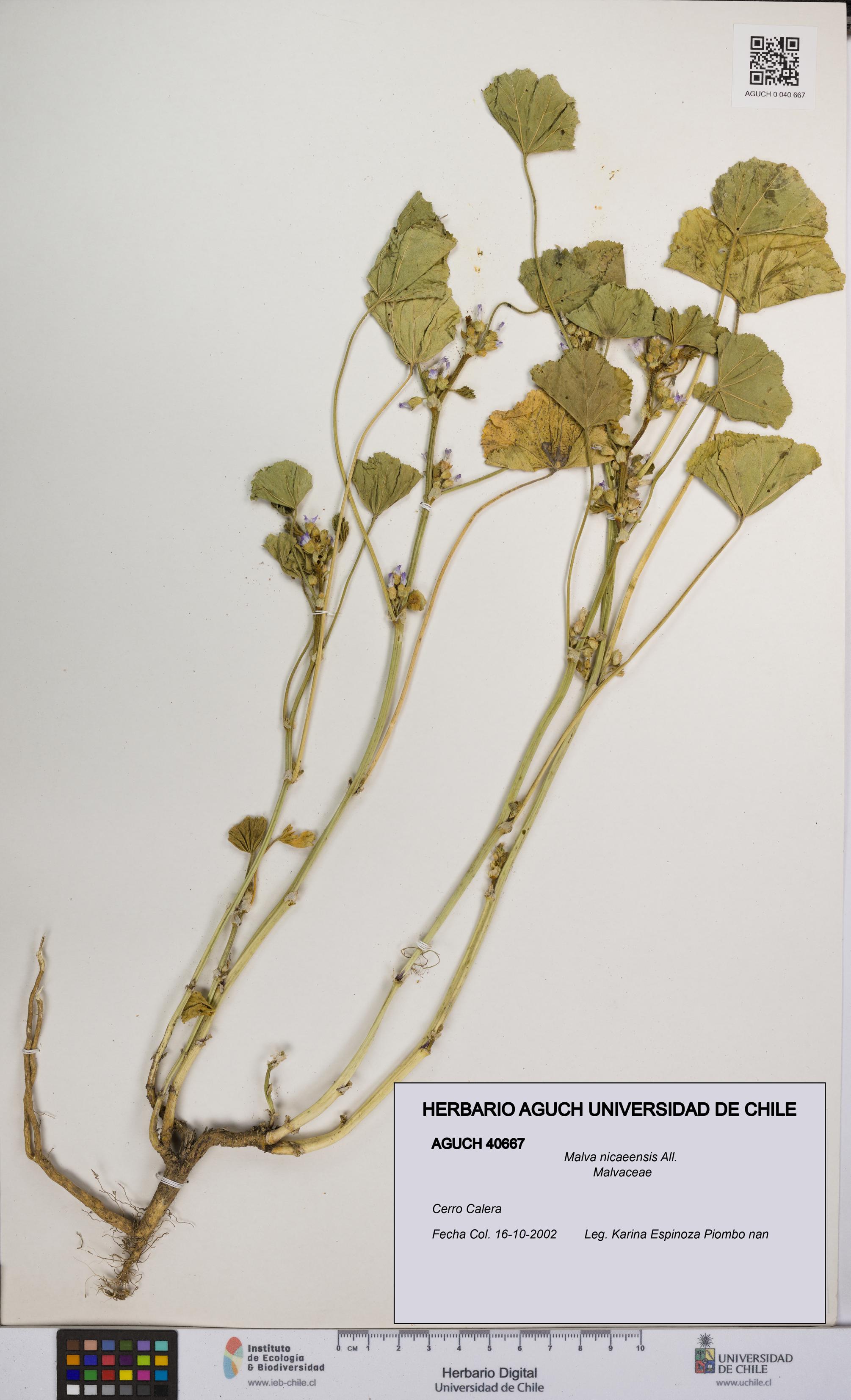 Malva nicaeensis [Espécimen: UCH:AGUCH:0040667]