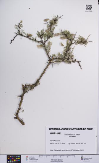 Adesmia confusa [Espécimen: UCH:AGUCH:0040681]