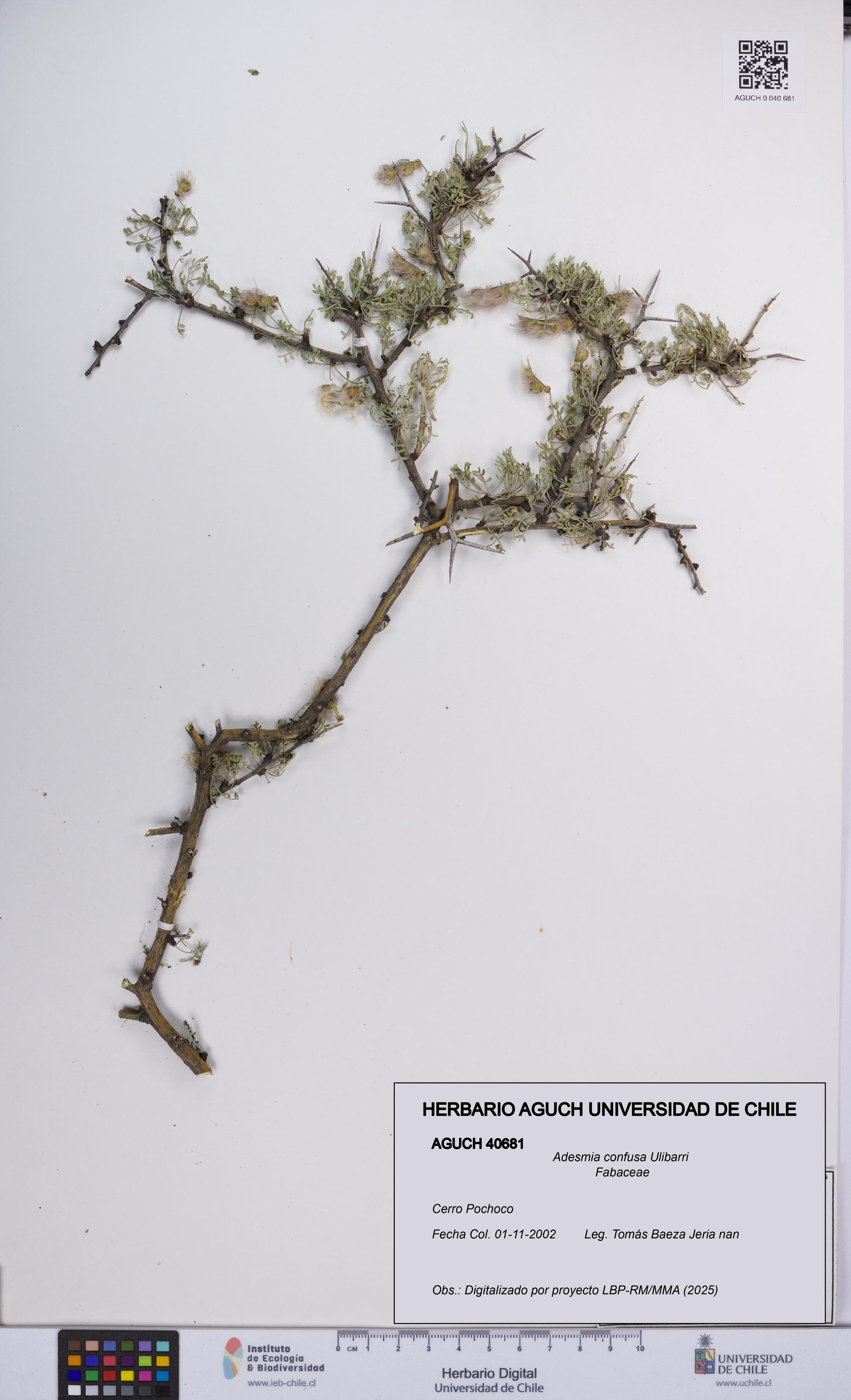 Adesmia confusa [Espécimen: UCH:AGUCH:0040681]