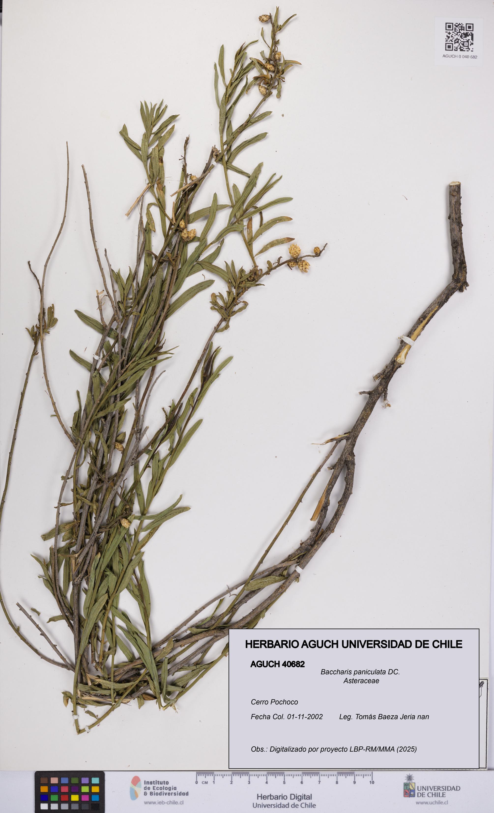 Baccharis paniculata [Espécimen: UCH:AGUCH:0040682]