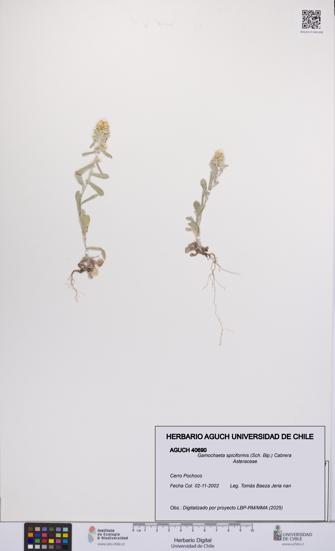 Gamochaeta spiciformis [Espécimen: UCH:AGUCH:0040690]
