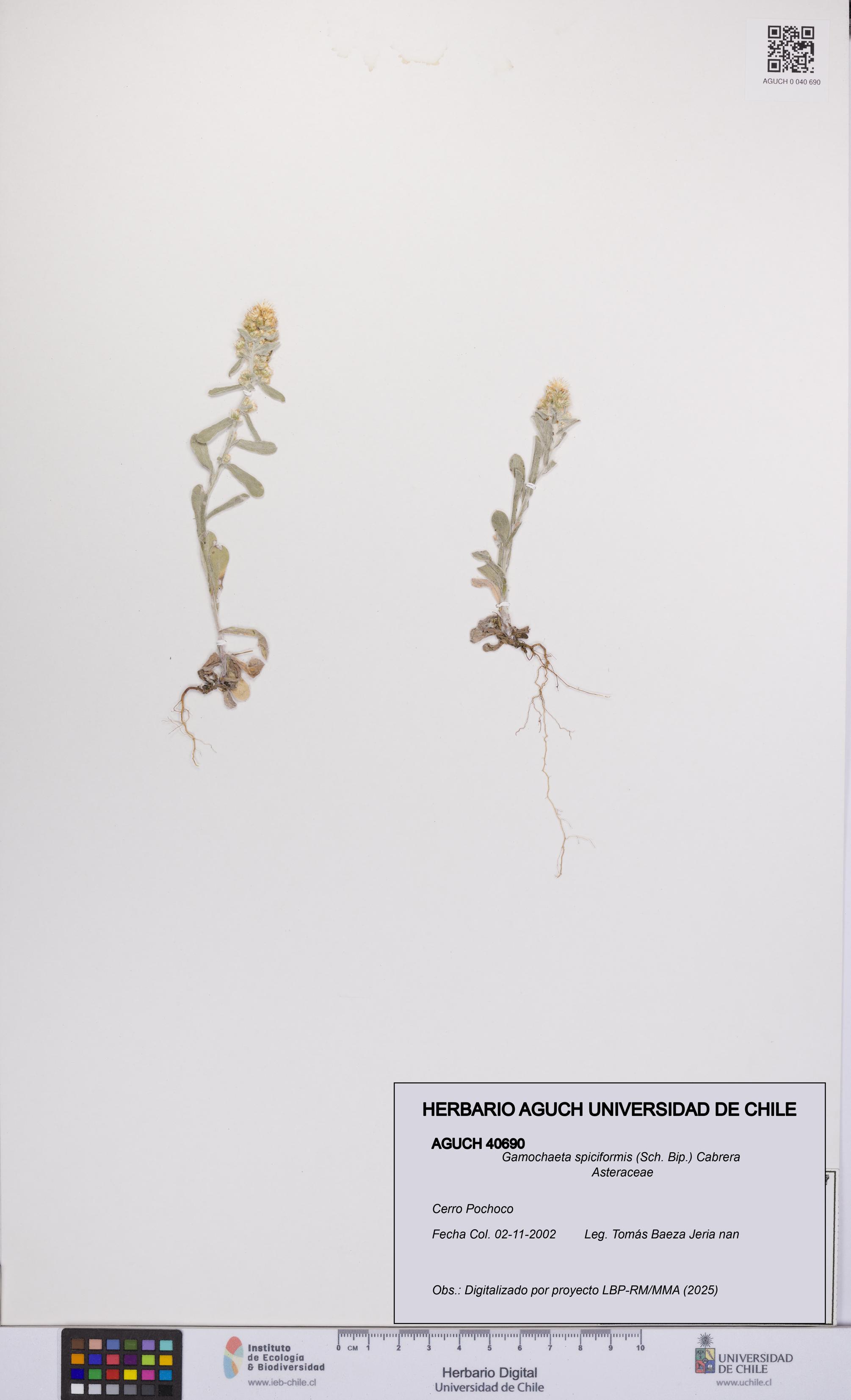 Gamochaeta spiciformis [Espécimen: UCH:AGUCH:0040690]
