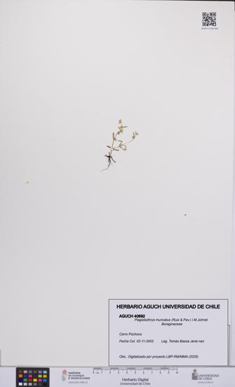 Plagiobothrys muricatus [Espécimen: ]