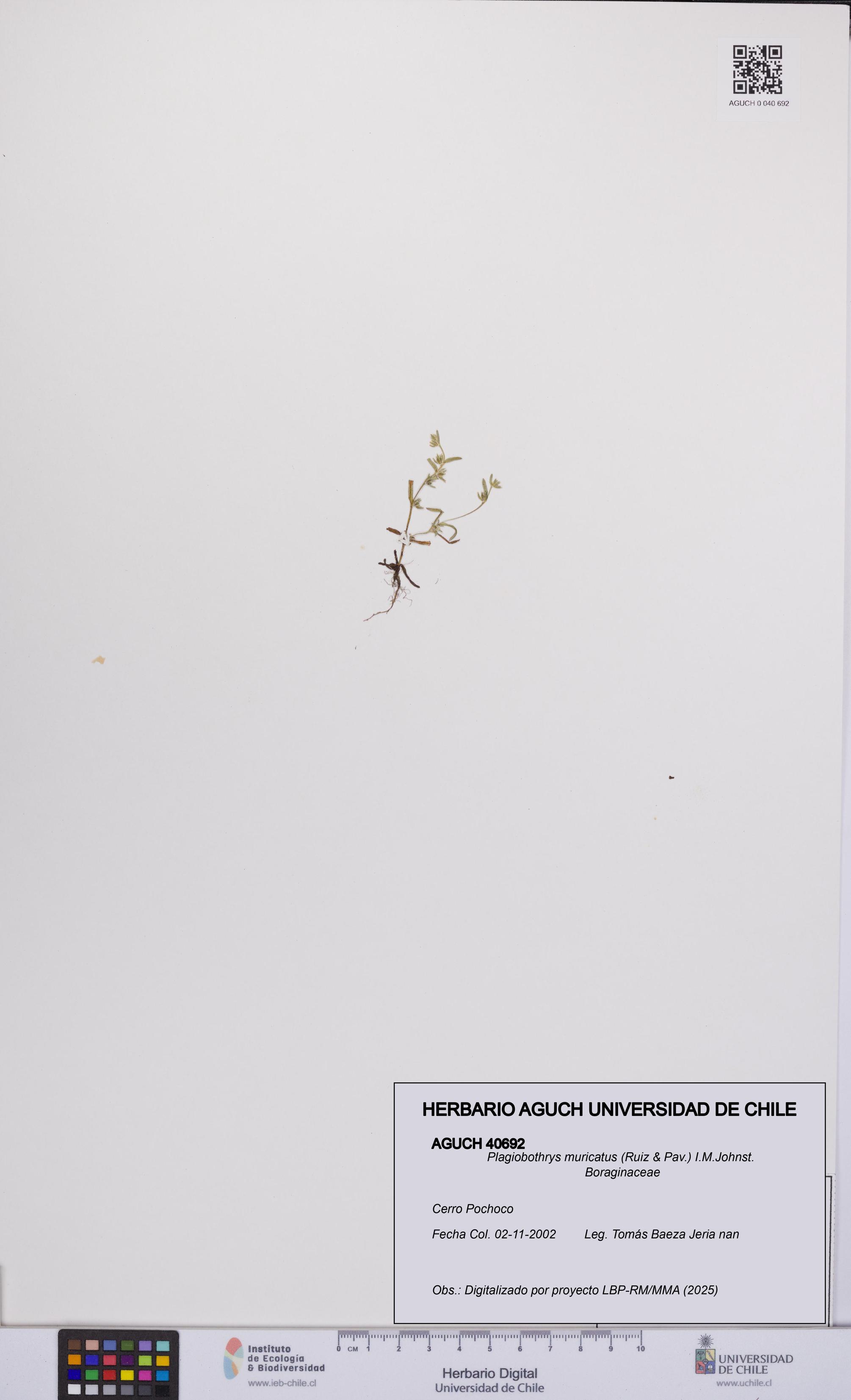 Plagiobothrys muricatus [Espécimen: ]