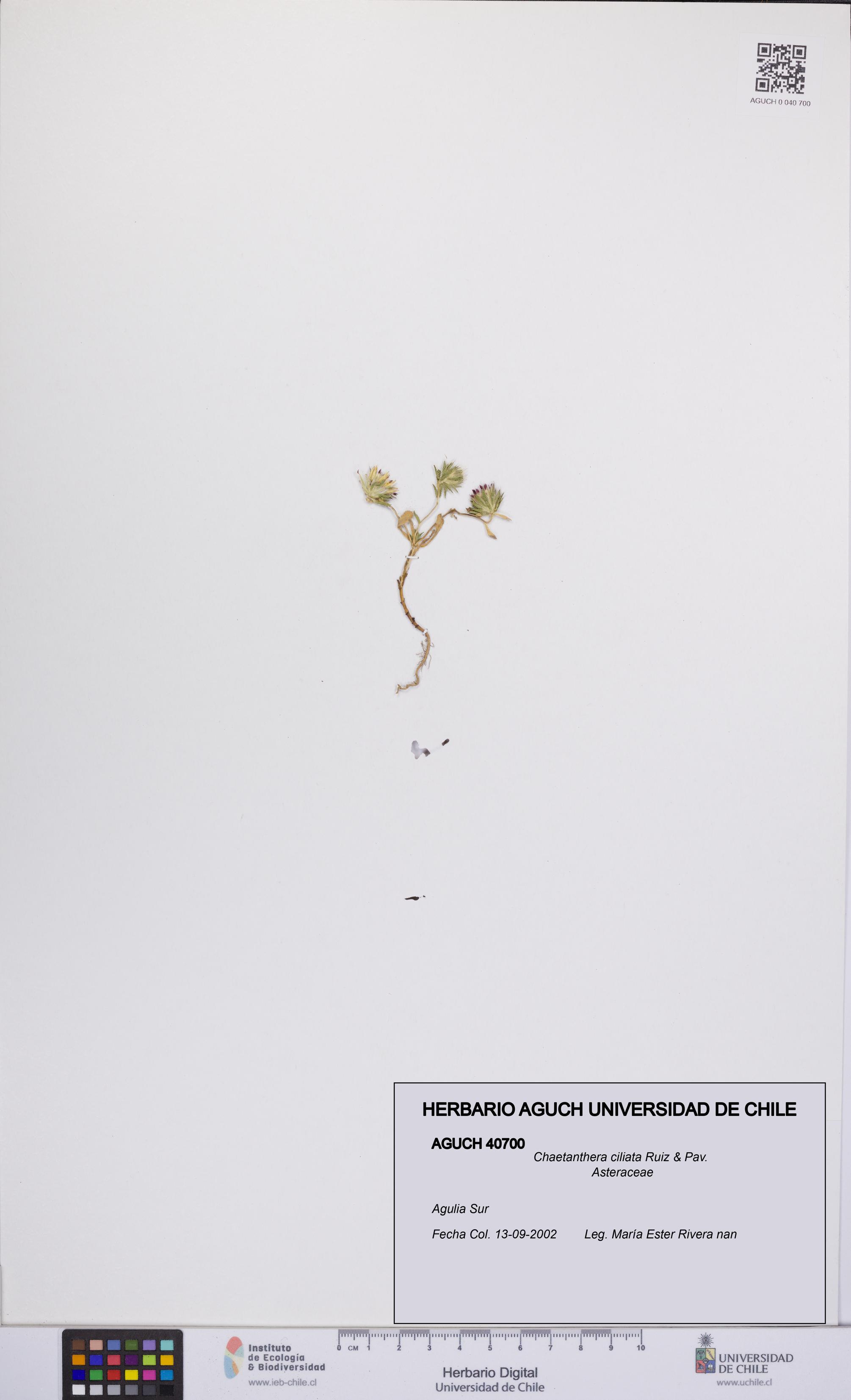 Chaetanthera ciliata [Espécimen: UCH:AGUCH:0040700]