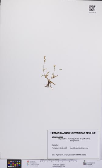 Plagiobothrys muricatus [Espécimen: ]