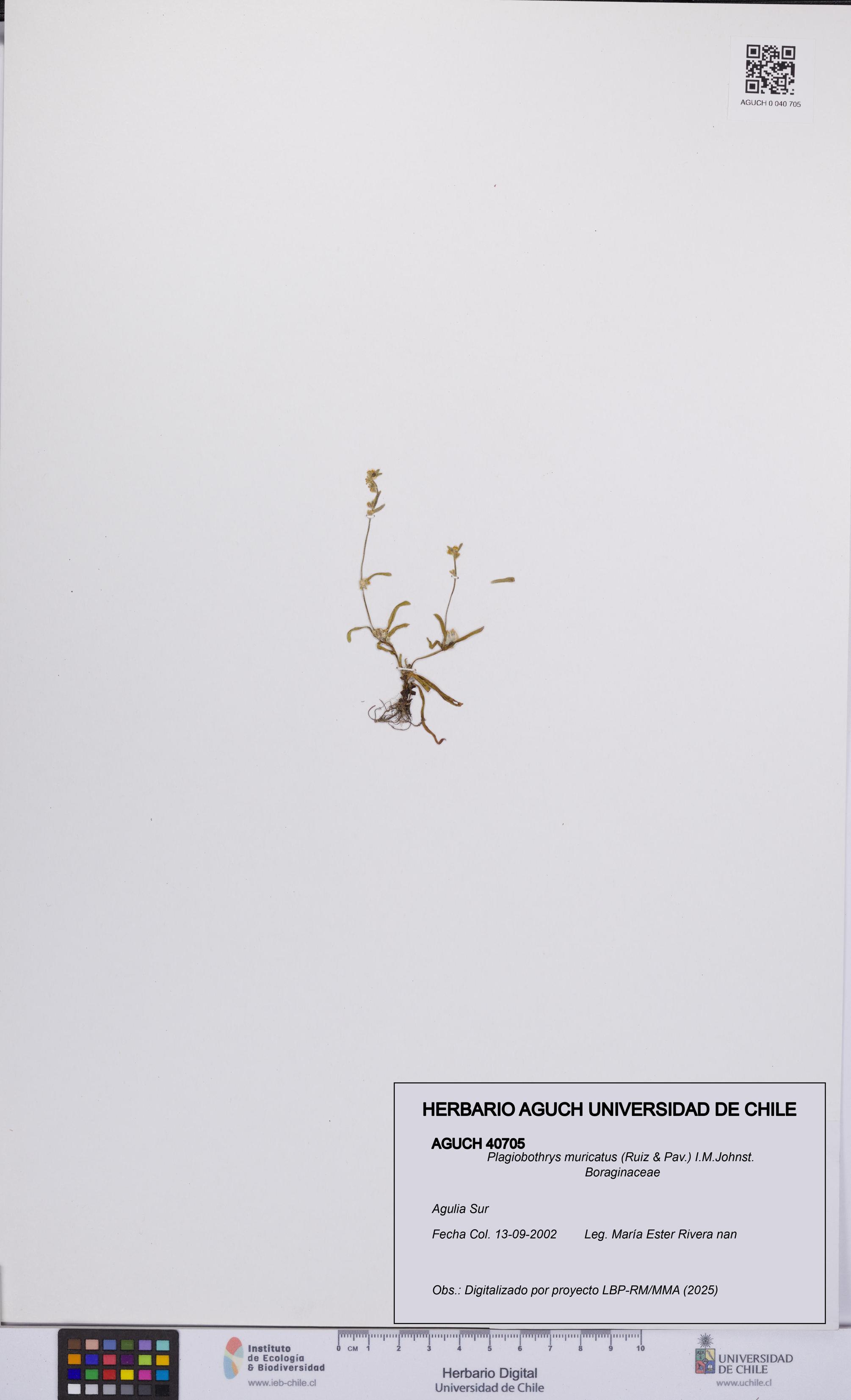 Plagiobothrys muricatus [Espécimen: ]