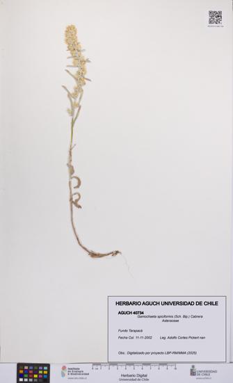 Gamochaeta spiciformis [Espécimen: UCH:AGUCH:0040734]