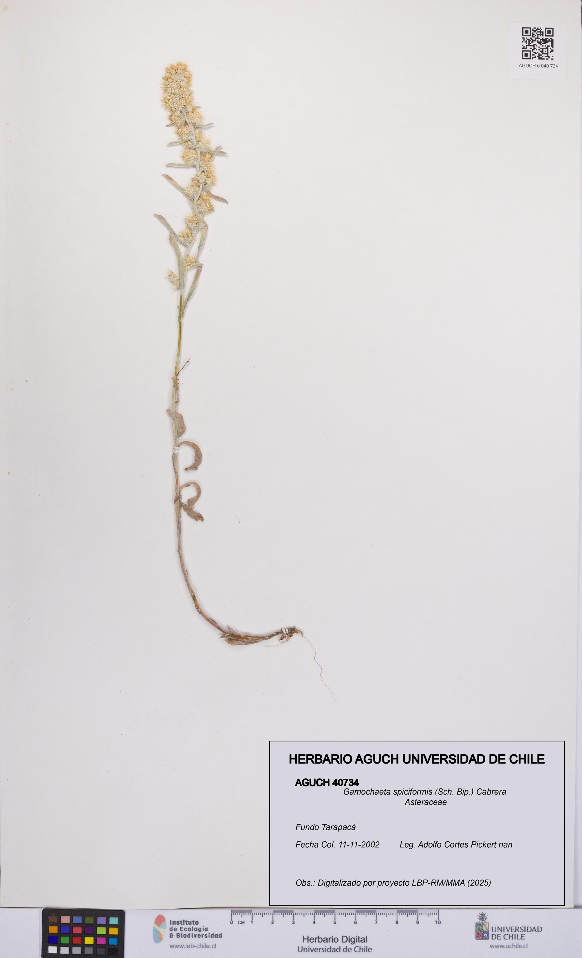 Gamochaeta spiciformis [Espécimen: UCH:AGUCH:0040734]