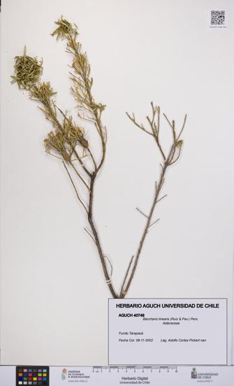 Baccharis linearis [Espécimen: UCH:AGUCH:0040749]