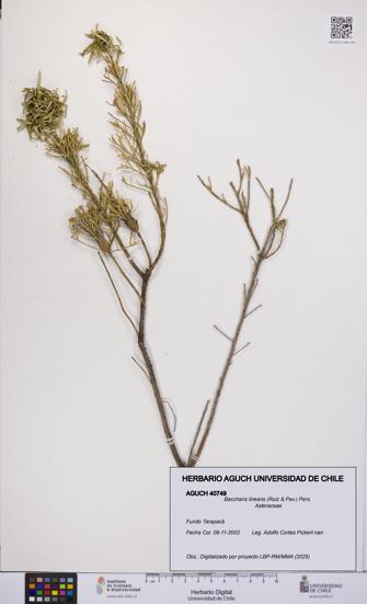 Baccharis linearis [Espécimen: UCH:AGUCH:0040749]