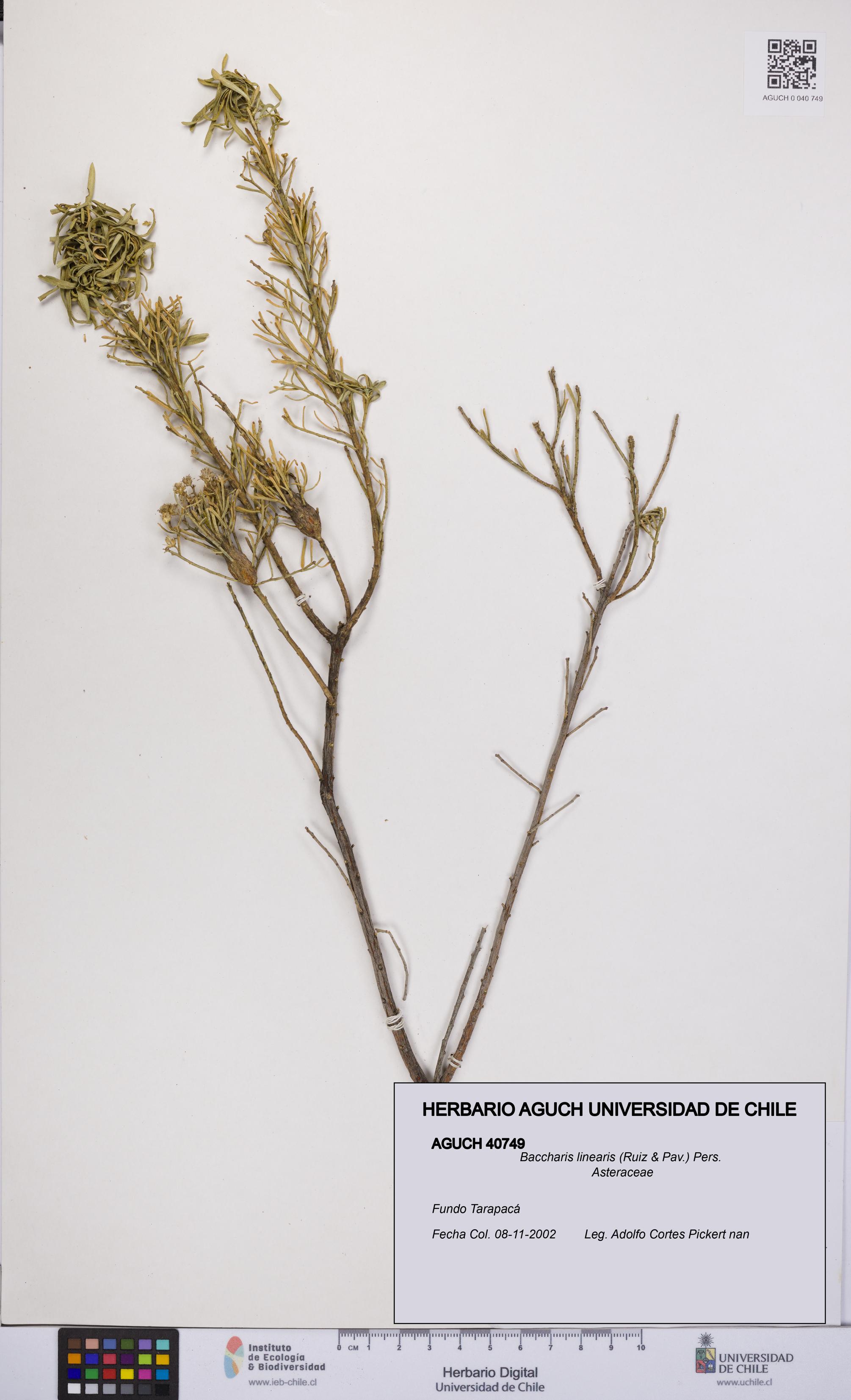 Baccharis linearis [Espécimen: UCH:AGUCH:0040749]