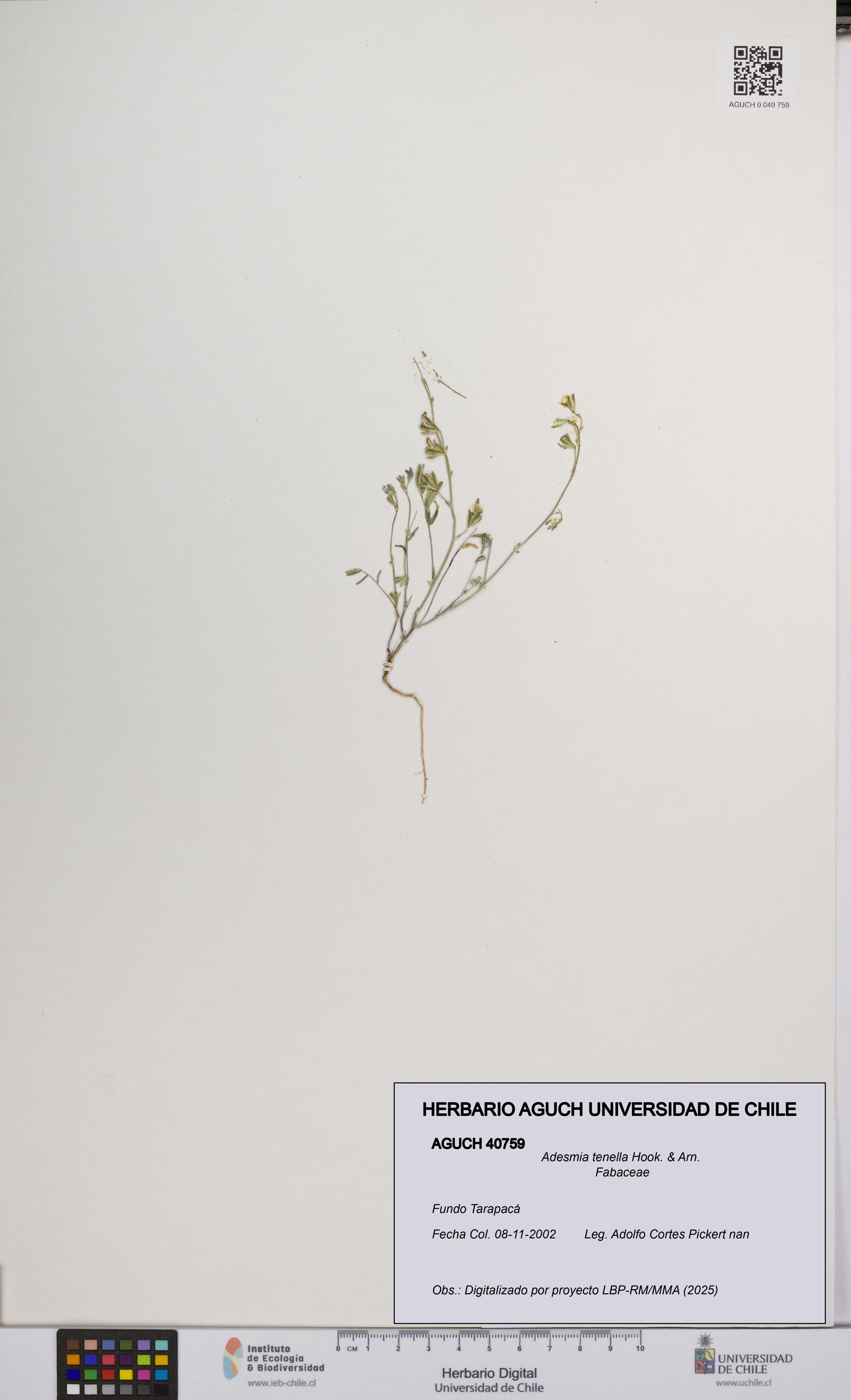 Adesmia tenella [Espécimen: UCH:AGUCH:0040759]