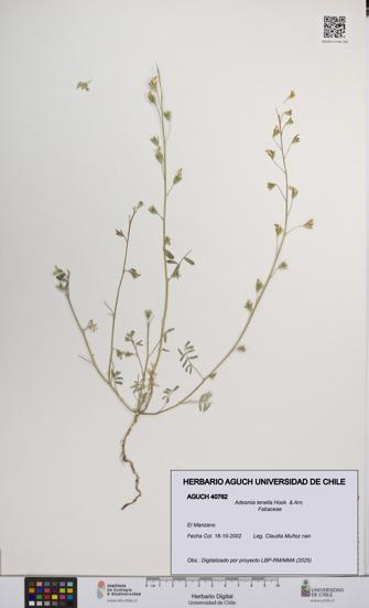 Adesmia tenella [Espécimen: UCH:AGUCH:0040762]