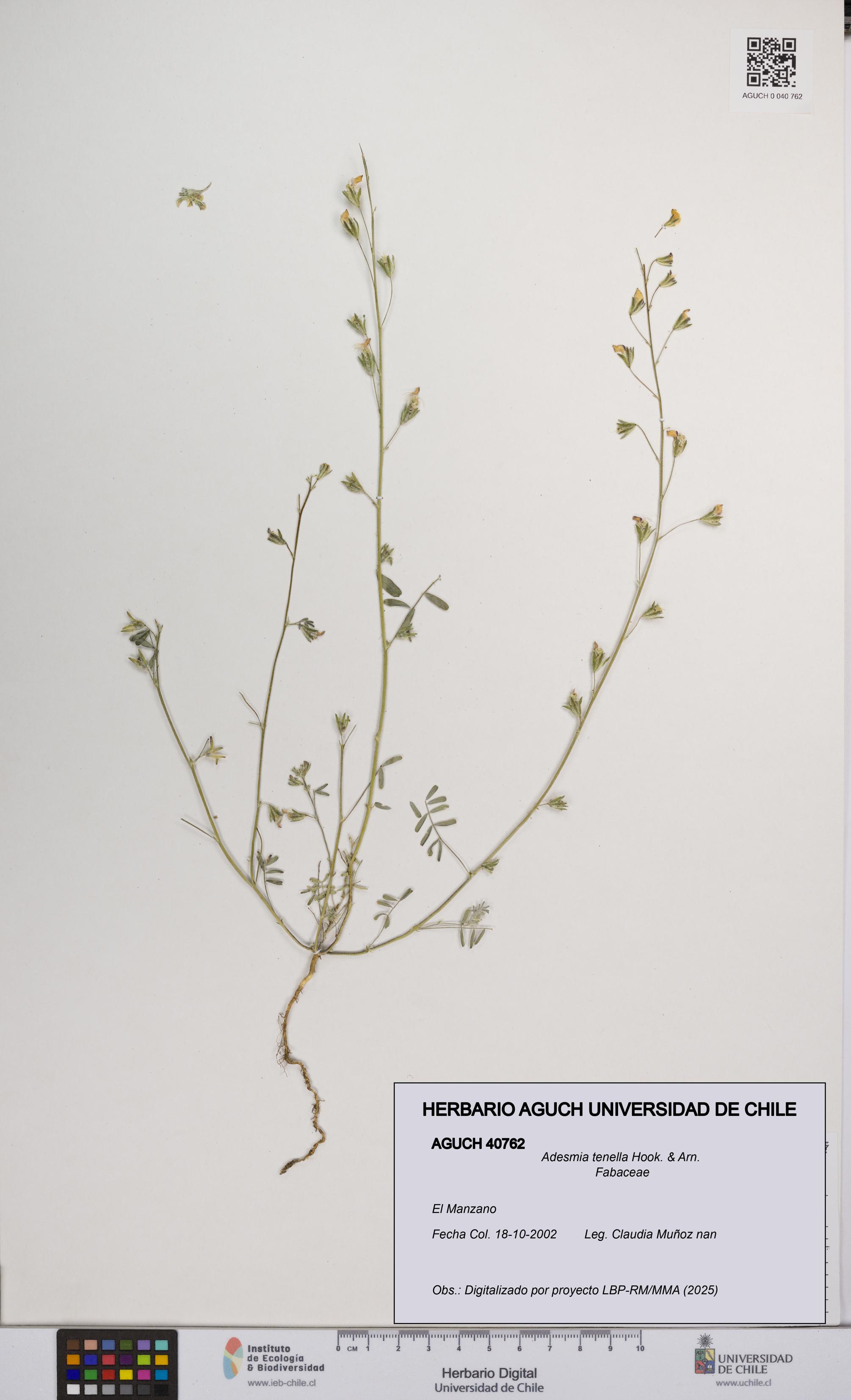 Adesmia tenella [Espécimen: UCH:AGUCH:0040762]