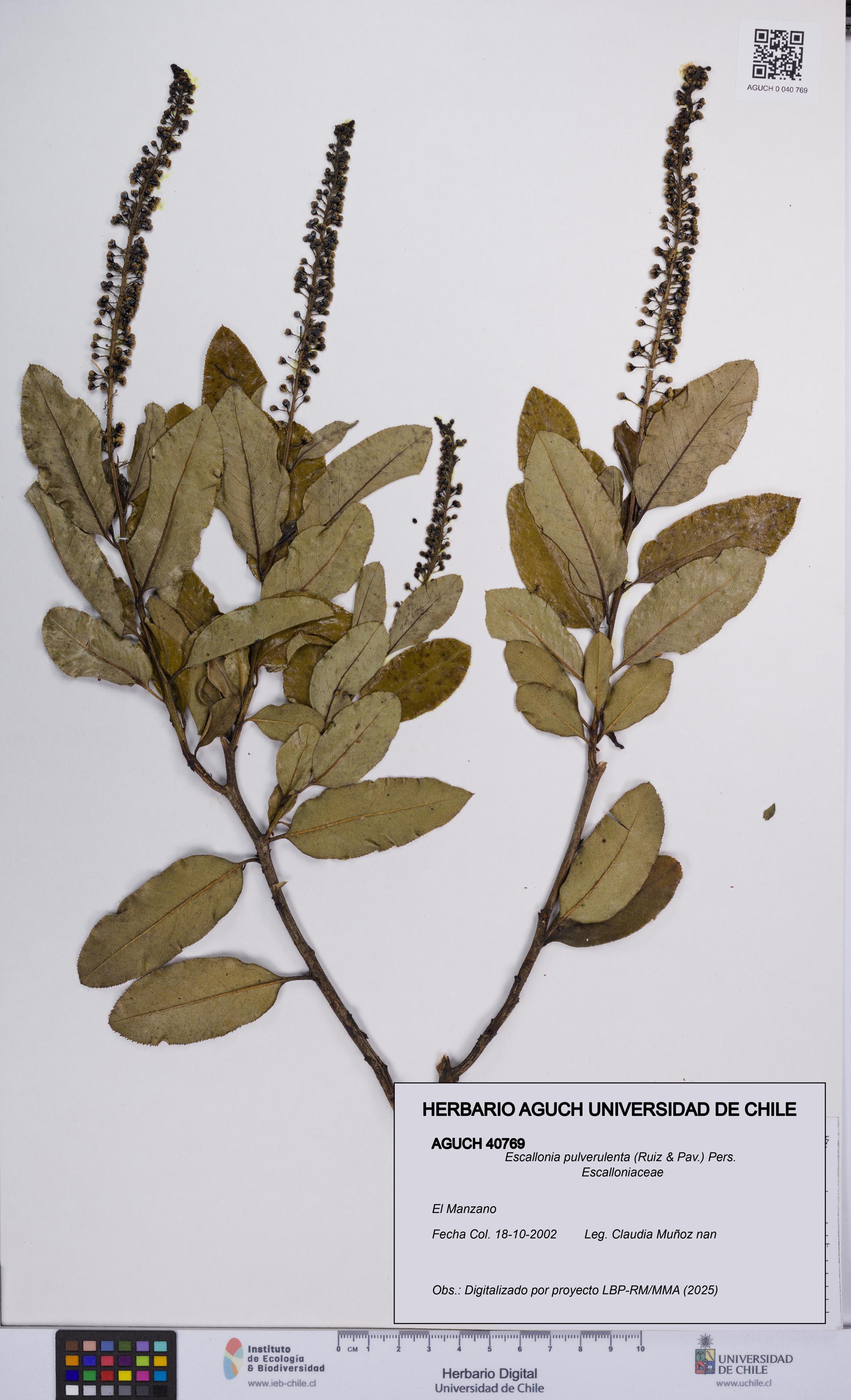 Escallonia pulverulenta [Espécimen: UCH:AGUCH:0040769]