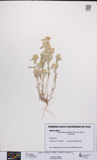 Gamochaeta spiciformis [Espécimen: UCH:AGUCH:0040771]