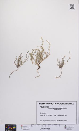 Pectocarya linearis [Espécimen: UCH:AGUCH:0040776]