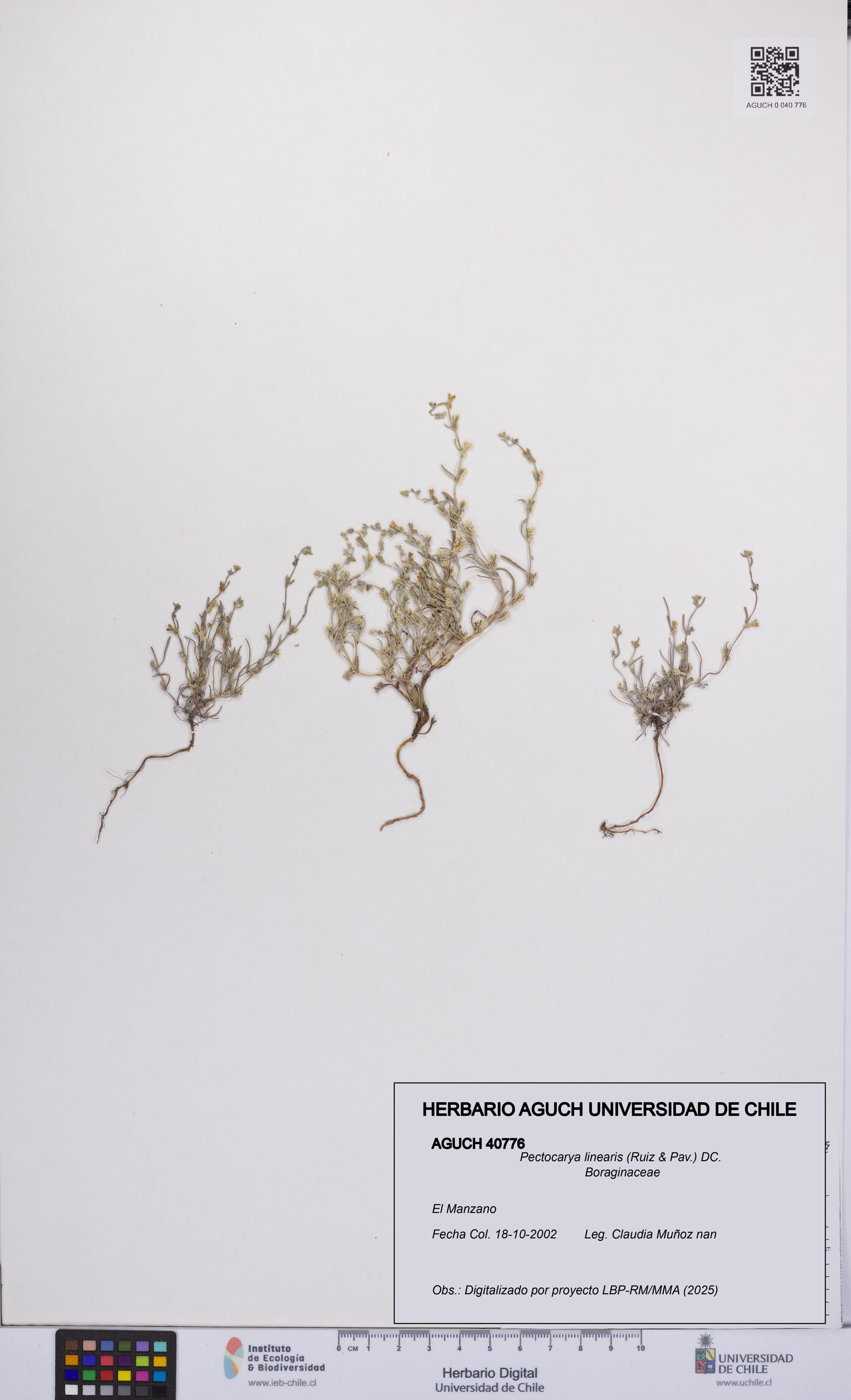 Pectocarya linearis [Espécimen: UCH:AGUCH:0040776]