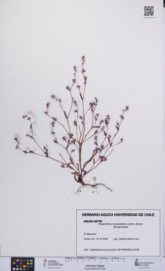 Plagiobothrys myosotoides [Espécimen: UCH:AGUCH:0040778]