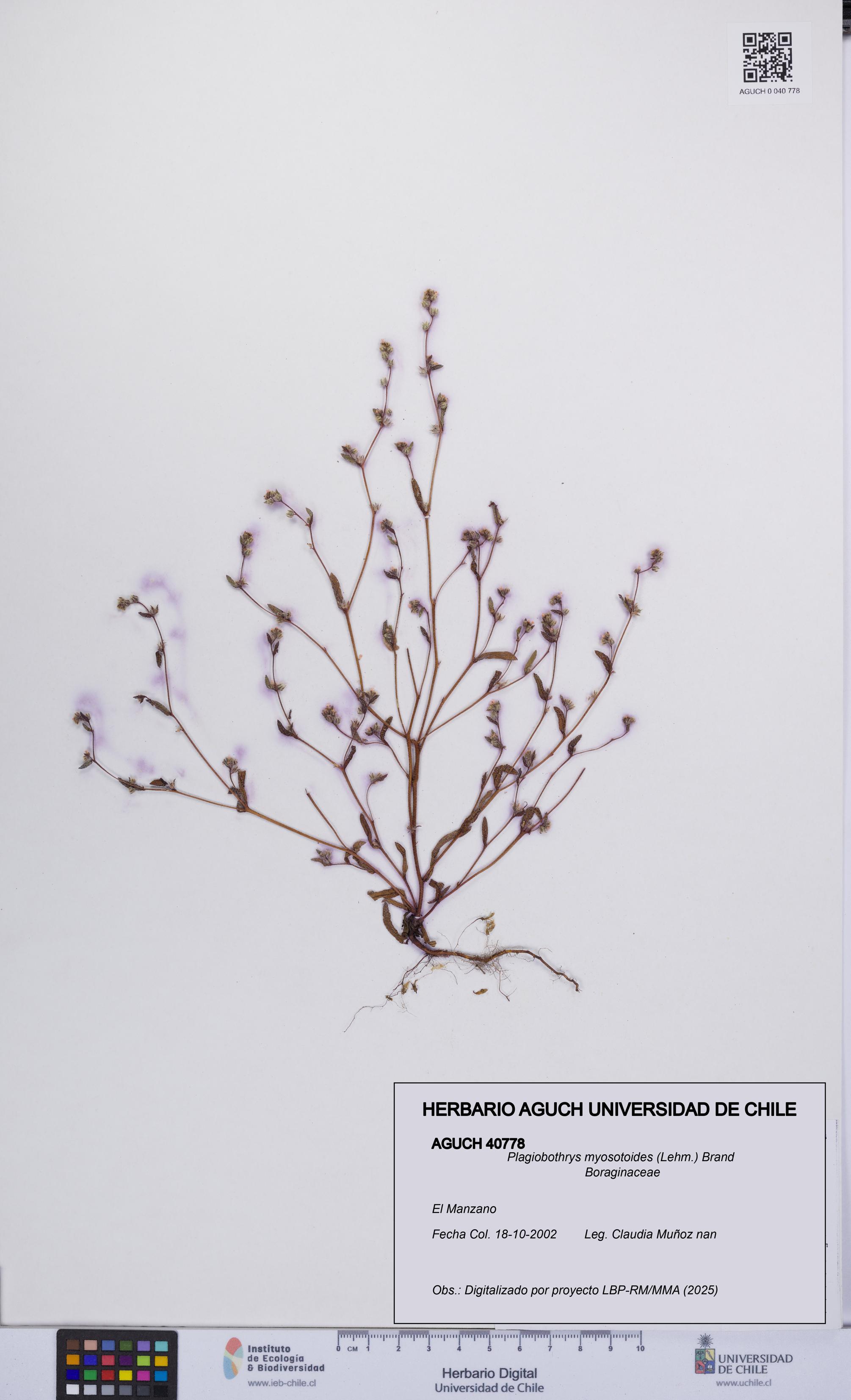 Plagiobothrys myosotoides [Espécimen: UCH:AGUCH:0040778]