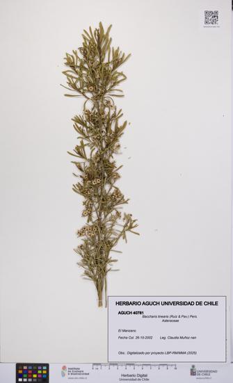 Baccharis linearis [Espécimen: UCH:AGUCH:0040781]