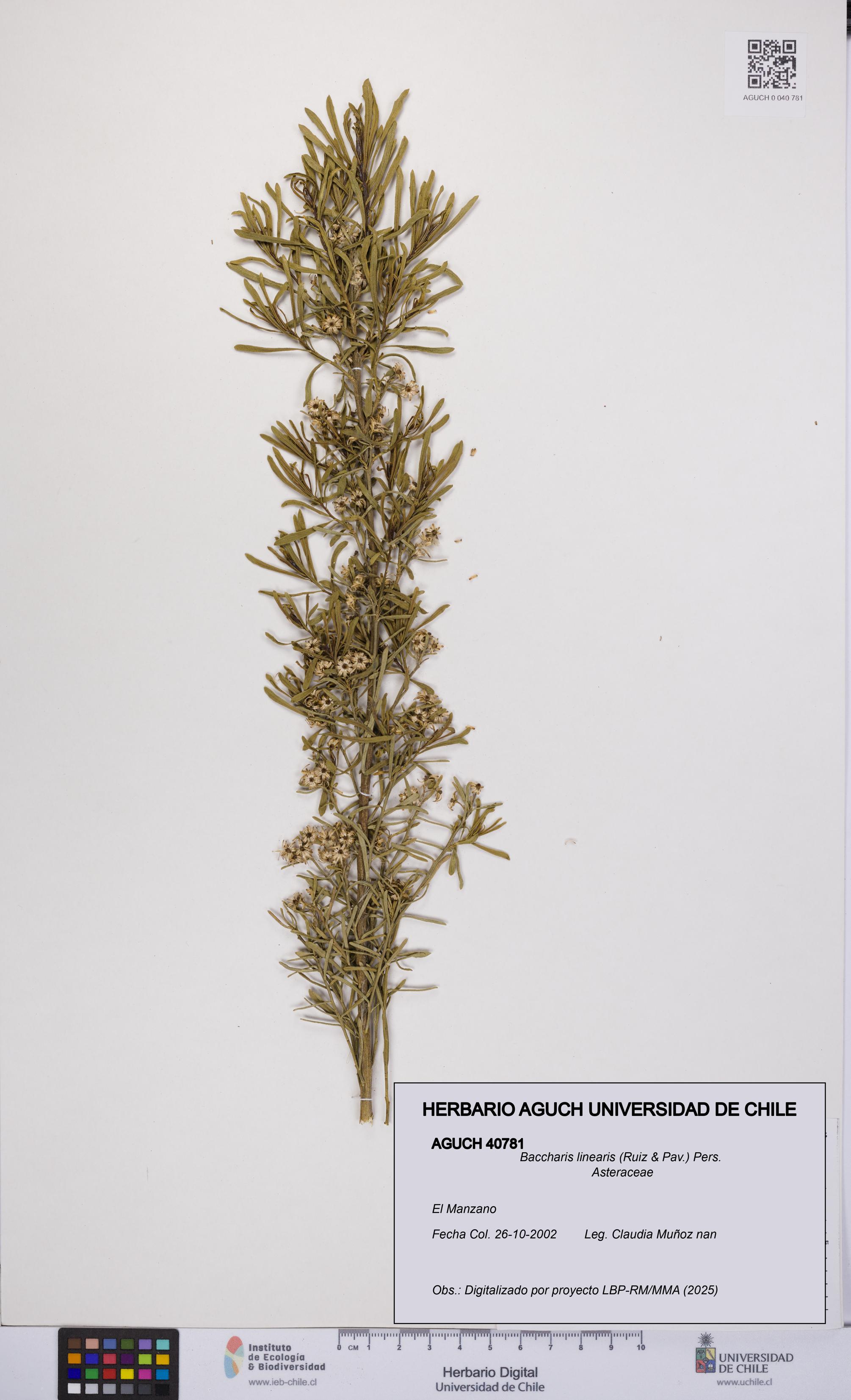 Baccharis linearis [Espécimen: UCH:AGUCH:0040781]