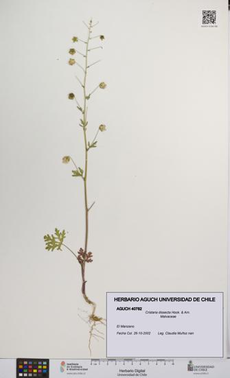 Cristaria dissecta [Espécimen: UCH:AGUCH:0040782]