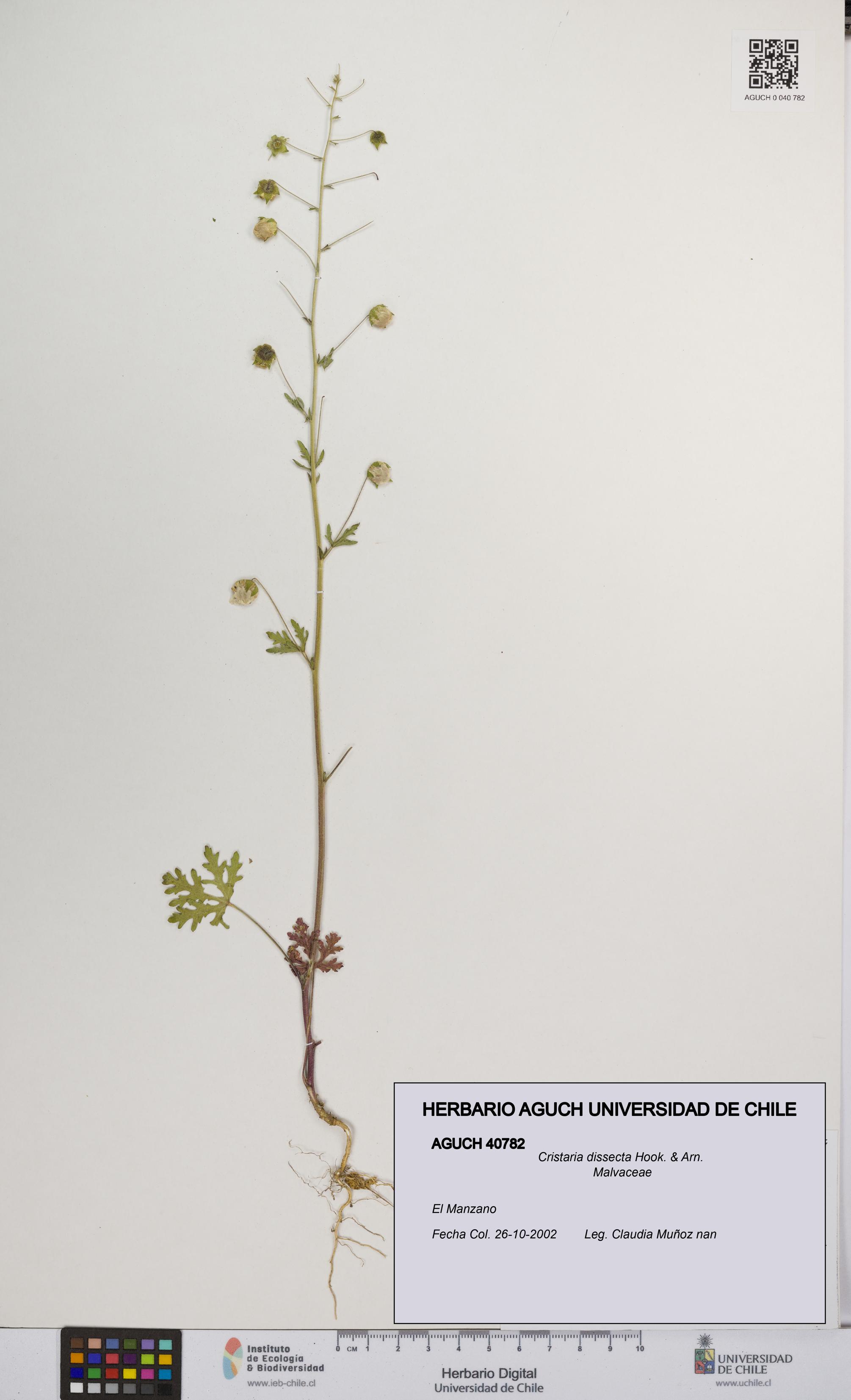 Cristaria dissecta [Espécimen: UCH:AGUCH:0040782]