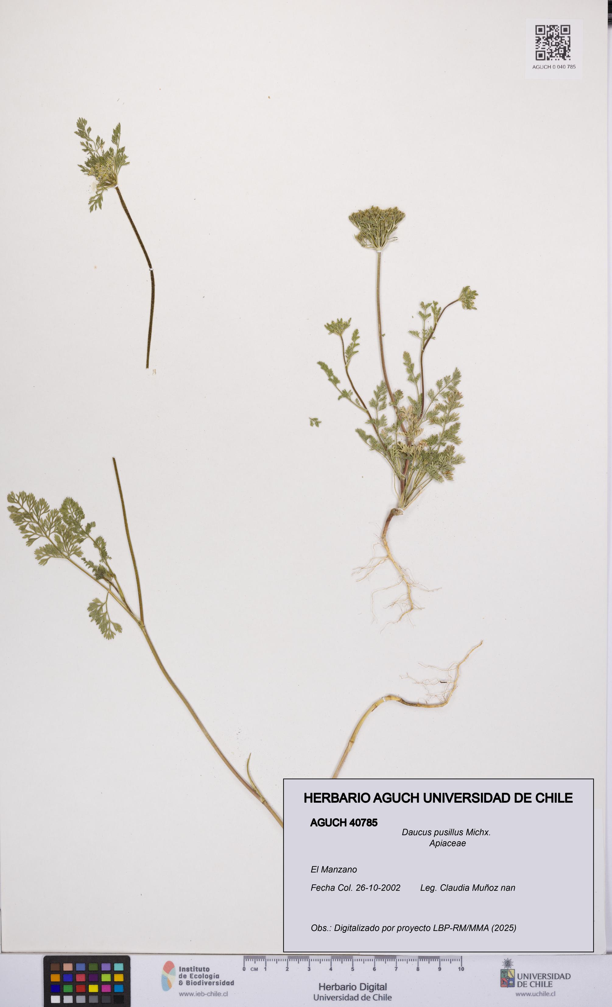 Daucus pusillus [Espécimen: UCH:AGUCH:0040785]