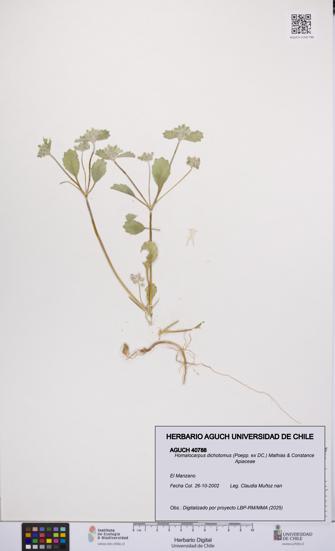 Homalocarpus dichotomus [Espécimen: UCH:AGUCH:0040788]