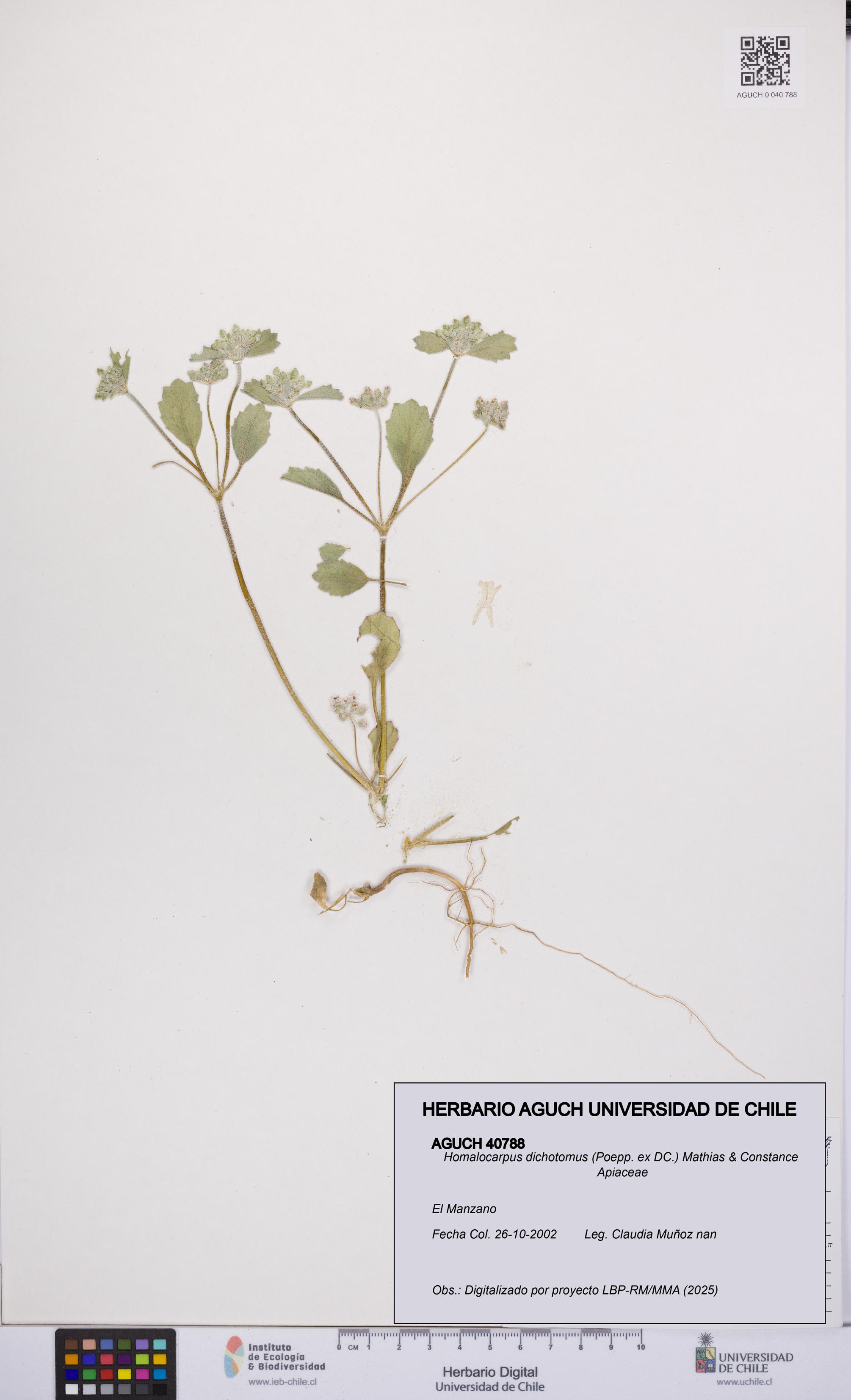 Homalocarpus dichotomus [Espécimen: UCH:AGUCH:0040788]