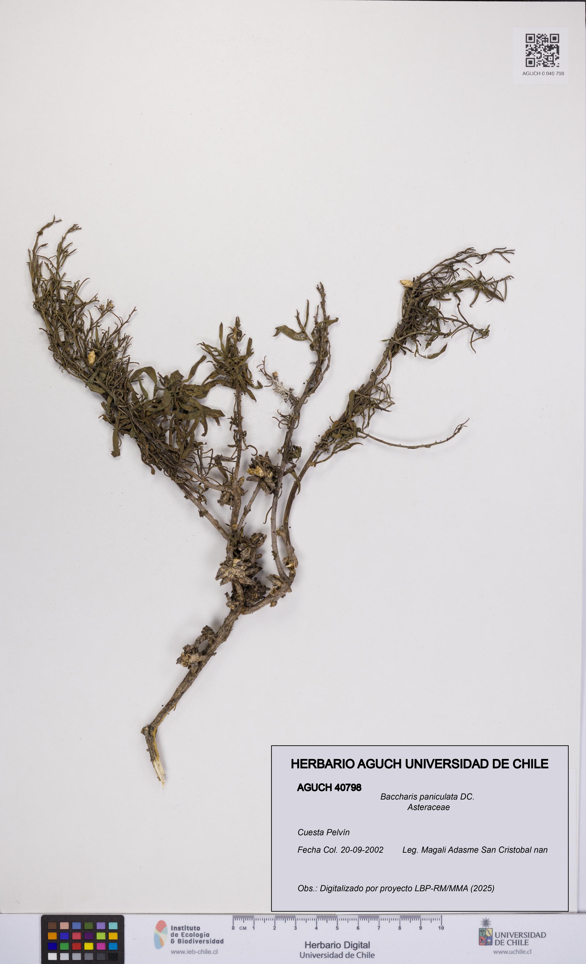Baccharis paniculata [Espécimen: UCH:AGUCH:0040798]