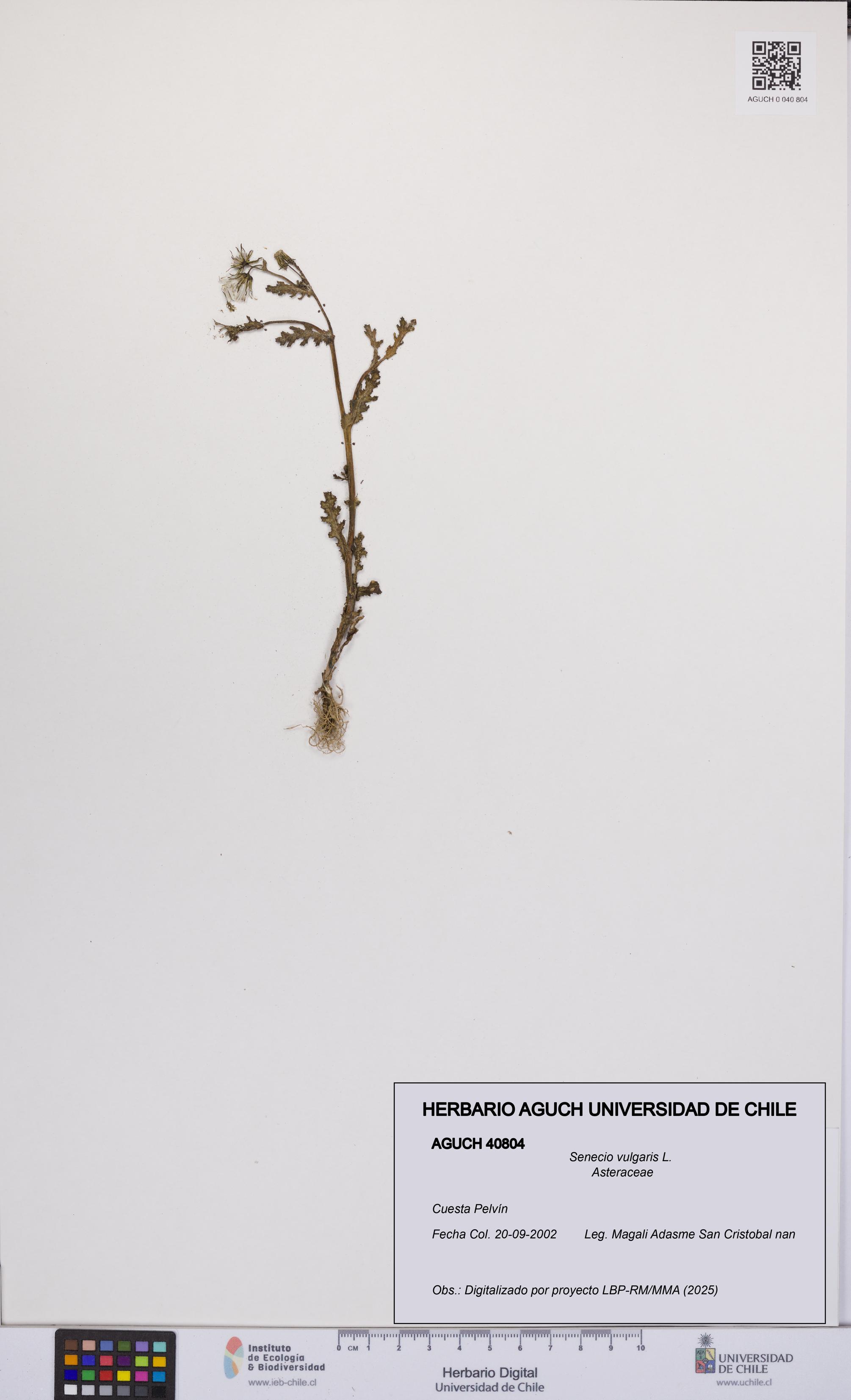 Senecio vulgaris [Espécimen: UCH:AGUCH:0040804]