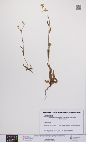 Plagiobothrys muricatus [Espécimen: ]
