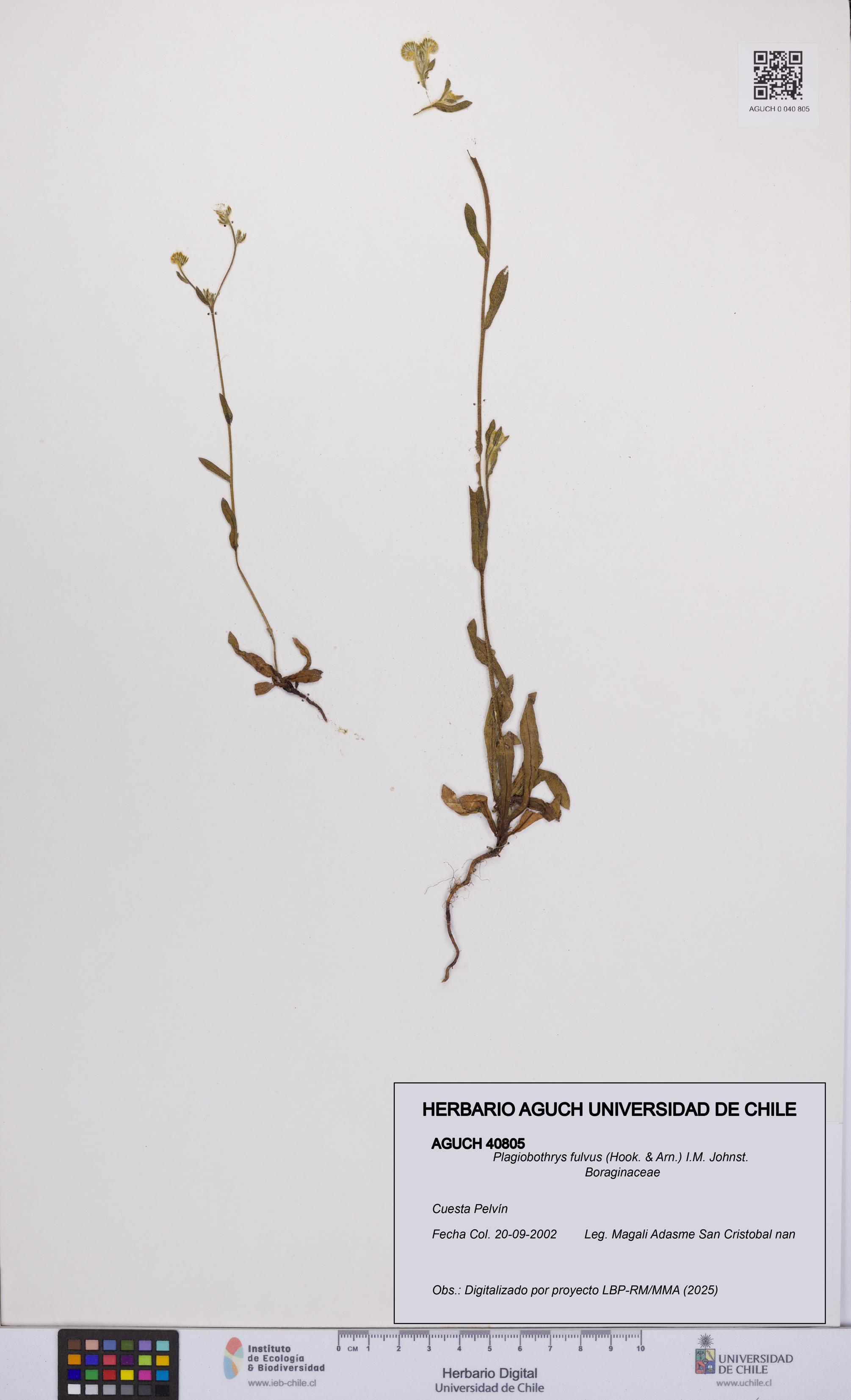 Plagiobothrys fulvus [Espécimen: UCH:AGUCH:0040805]