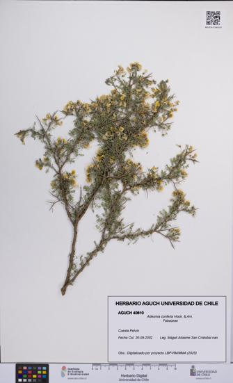 Adesmia conferta [Espécimen: UCH:AGUCH:0040810]