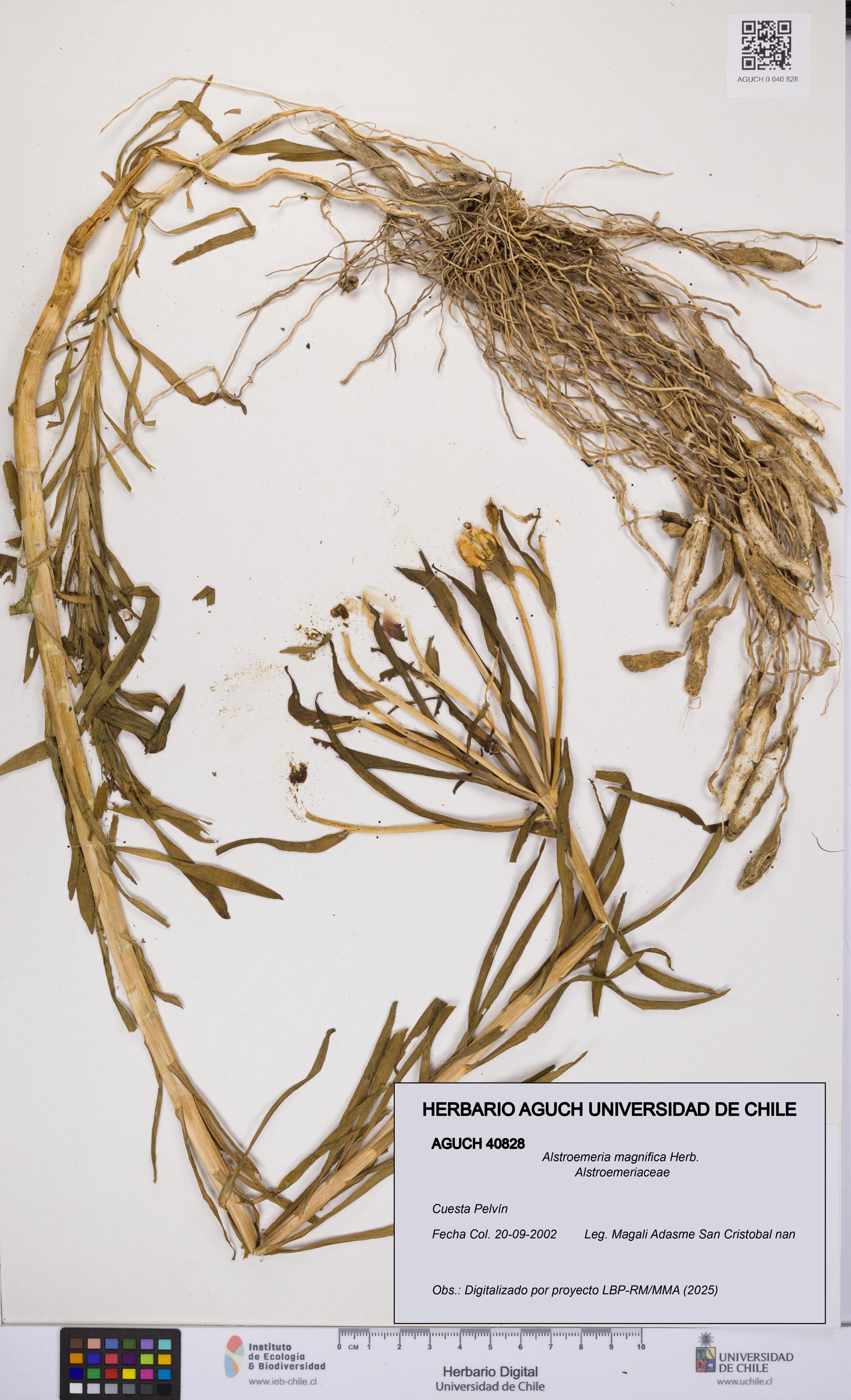 Alstroemeria magnifica [Espécimen: UCH:AGUCH:0040828]