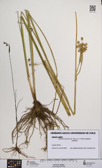 Olsynium junceum [Espécimen: UCH:AGUCH:0040831]
