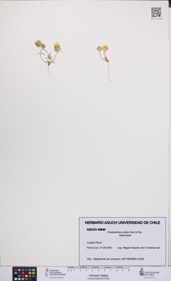 Chaetanthera ciliata [Espécimen: UCH:AGUCH:0040840]